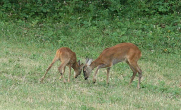 Il Capriolo